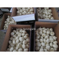 Fresh Pure White Garlic Size 5.5cm